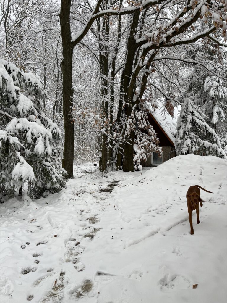 Der verschneite Weg zum Gelände führt durch schneebedeckte Bäume auf eine Hütte mit spitzem Dach zu. Auf dem Weg läuft ein brauner Hund dem Betrachter entgegen.